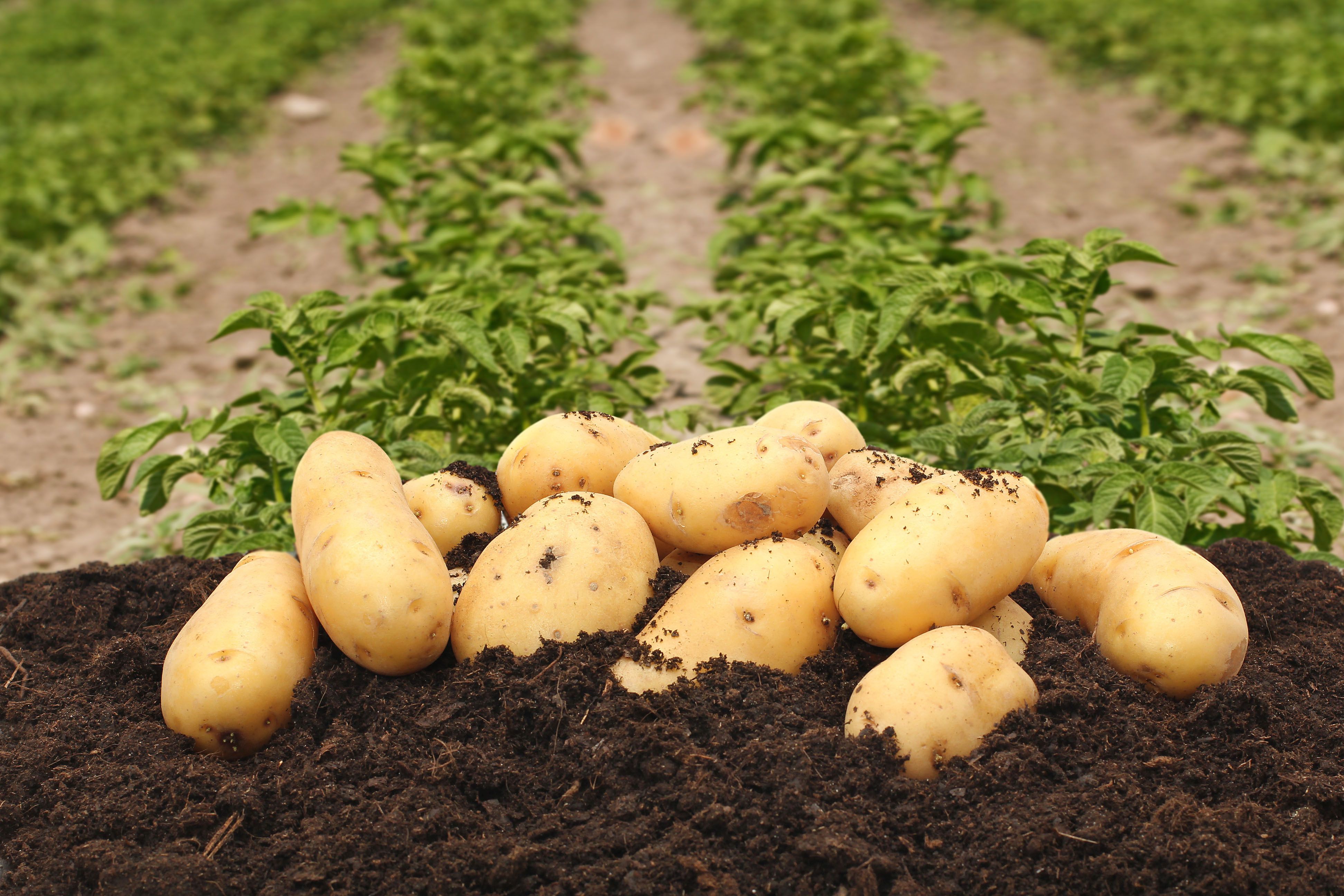Технология воспроизводства и возделывания высокопродуктивного семенного картофеля