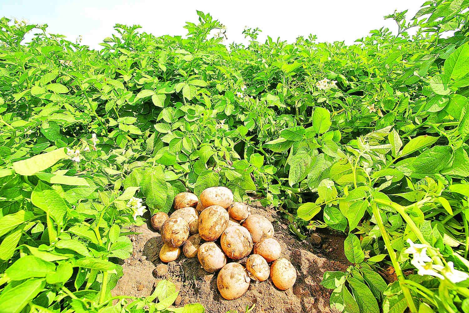 Создание новых сортов картофеля адаптивного типа