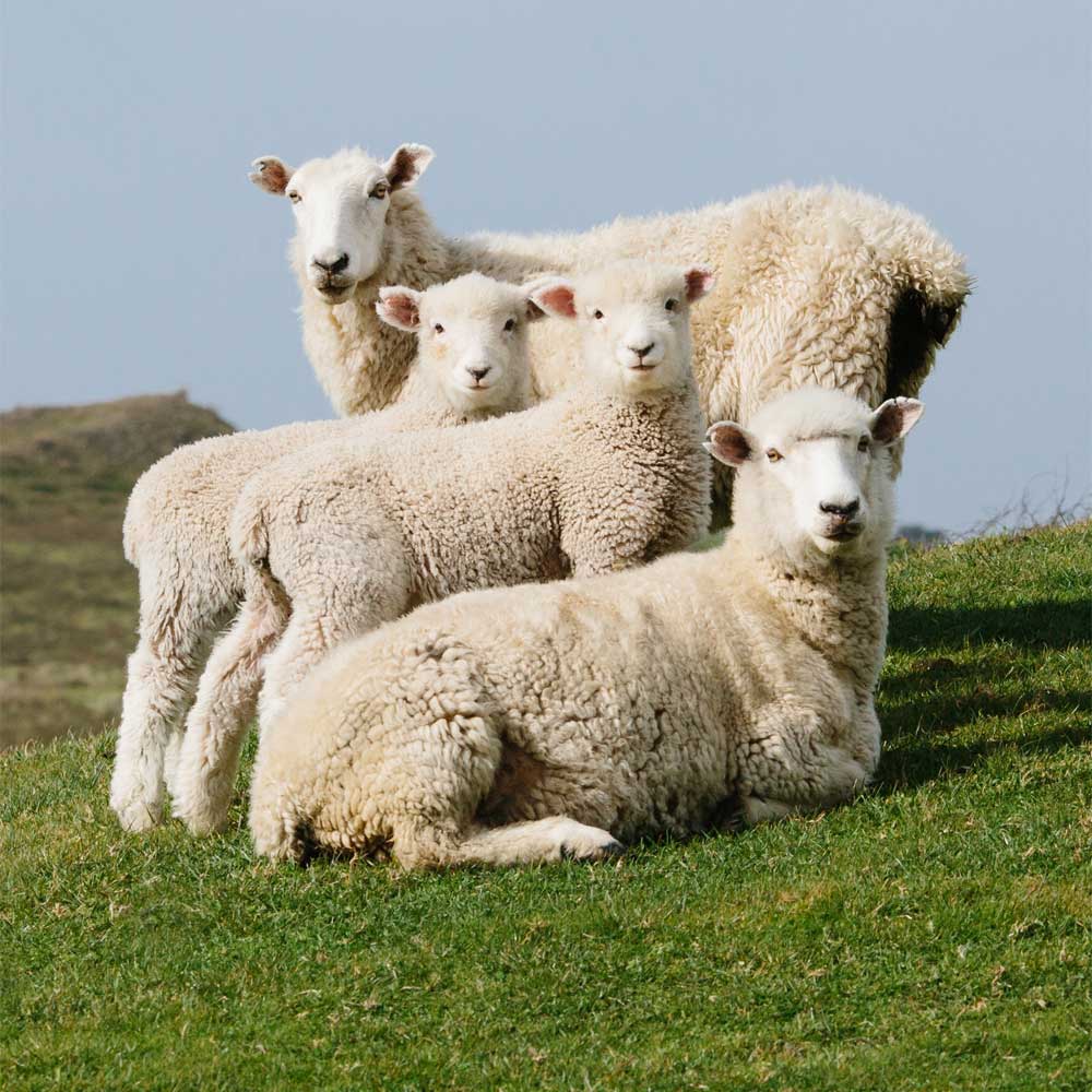 Выведение нового генотипа овец мясного направления продуктивности
