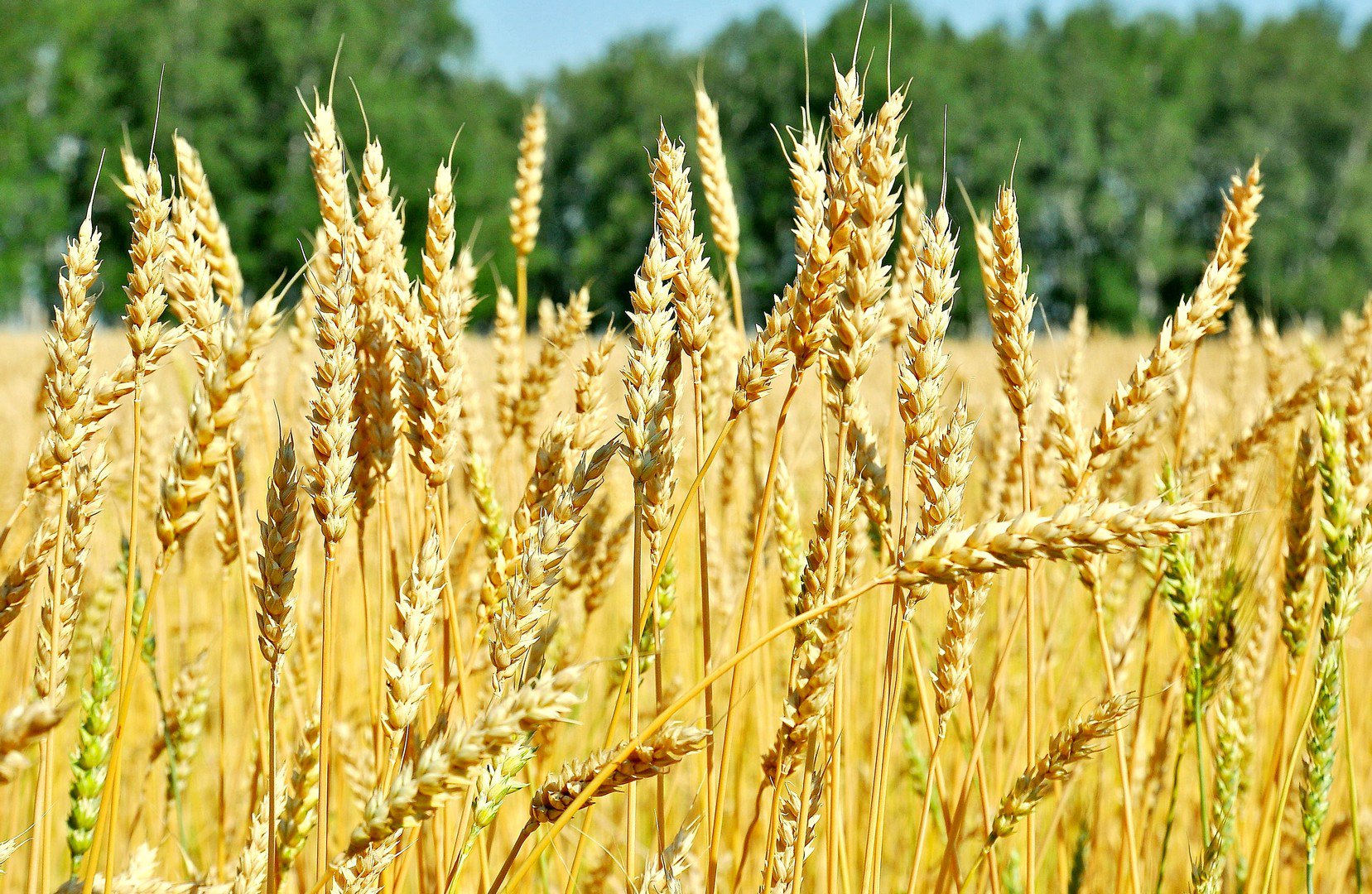 Выведение нового, высокоурожайного и засухоустойчивого сорта мягкой яровой пшеницы 